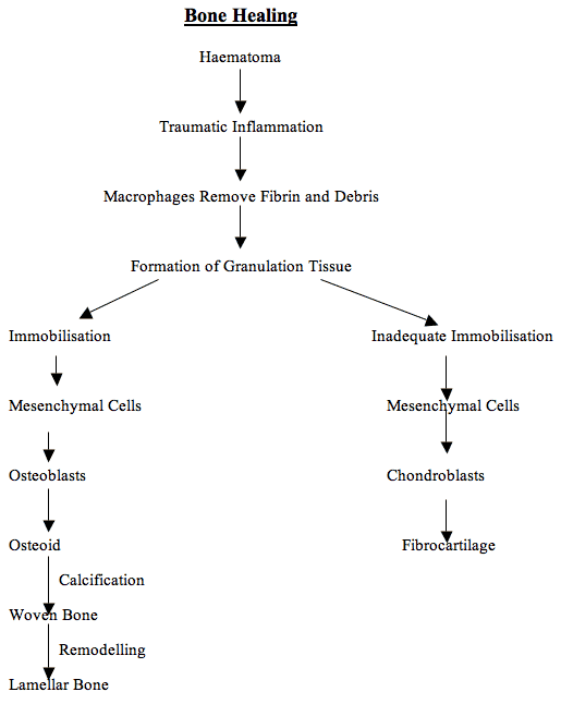 bone healing diagram